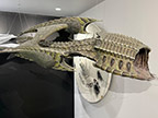 CreatureCantina.com Image