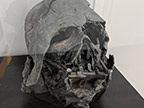 CreatureCantina.com Image